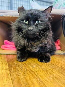 Domestic Long Hair Cats Available for Adoption - Sheba | PetCurious