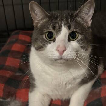 Mr. Mittens -  Domestic Short Hair Cat for Adoption in North Haven, Connecticut - Mr. Mittens | PetCurious
