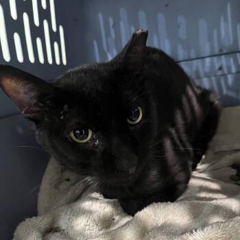 Shadow -  Domestic Short Hair Cat for Adoption in Oak Park, Illinois - Shadow | PetCurious