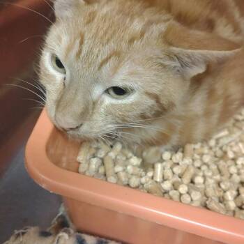 Cozmo -  Domestic Short Hair Cat for Adoption in Ashtabula, Ohio - Cozmo | PetCurious
