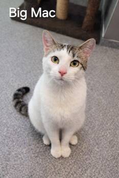 Domestic Short Hair Cats Available for Adoption in Sidney, Ohio - Big Mac | PetCurious