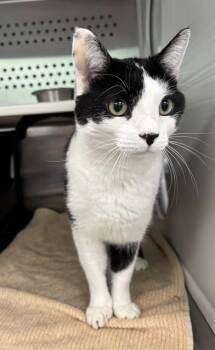 ROGER -  Domestic Short Hair Cat for Adoption in Kalamazoo, Michigan - ROGER | PetCurious