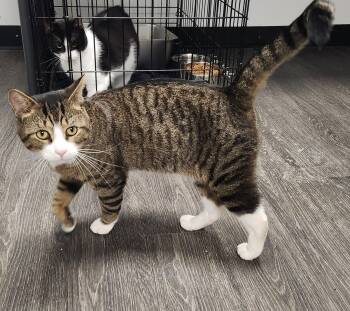 Jack Skellington -  Domestic Short Hair Cat for Adoption in Herndon, Virginia - Jack Skellington | PetCurious
