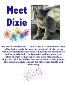Rescue Domestic Short Hair Cats for Adoption in Clovis, New Mexico - Dixie | PetCurious