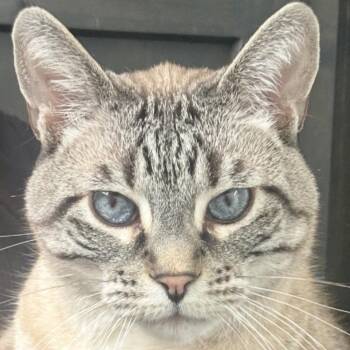 Mr. Paul -  Siamese Cat for Adoption in Bountiful, Utah - Mr. Paul | PetCurious