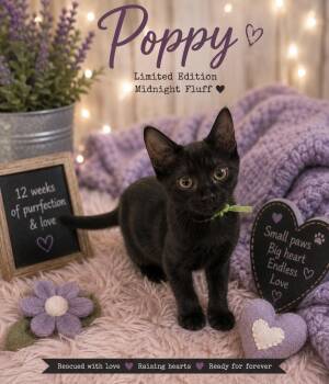 Poppy -  Domestic Short Hair Cat for Adoption in Ephrata, Washington - Poppy | PetCurious