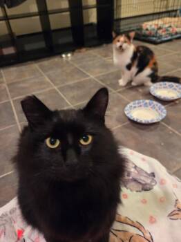 Bruce Lee & Cali (Bonded Pair) -  Domestic Medium Hair Cat for Adoption in Syracuse, New York - Bruce Lee & Cali (Bonded Pair) | PetCurious