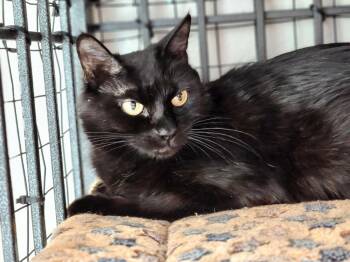 Rescue Domestic Short Hair Cats for Adoption in Palmer, Alaska - Tasha | PetCurious