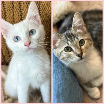 Domestic Short Hair Cats Available for Adoption - Vanilla And Chicory | PetCurious