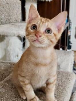 Tinker -  Domestic Short Hair Cat for Adoption in Noble, Oklahoma - Tinker | PetCurious