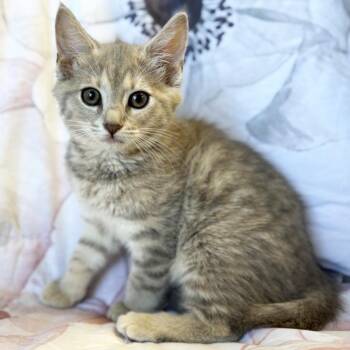 Fanny -  Domestic Short Hair Cat for Adoption in Mt. Juliet, Tennessee - Fanny | PetCurious