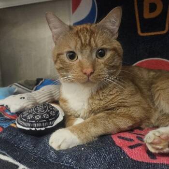 Lemon Meringue Pie -  Domestic Short Hair Cat for Adoption in Warwick, Rhode Island - Lemon Meringue Pie | PetCurious