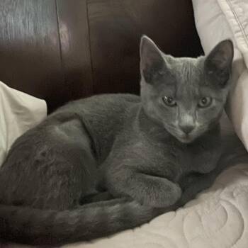 Juniper -  Russian Blue Cat for Adoption in Bentonville, Arkansas - Juniper | PetCurious