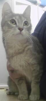 Lucy -  Domestic Short Hair Cat for Adoption in Dayton, Minnesota - Lucy | PetCurious