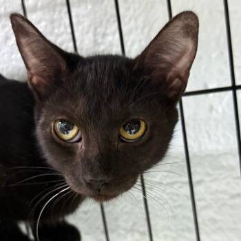 Ruby -  Domestic Short Hair Cat for Adoption in Casa Grande, Arizona - Ruby | PetCurious