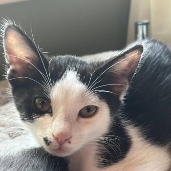 Dottie -  Domestic Short Hair Cat for Adoption in Liverpool, Texas - Dottie | PetCurious