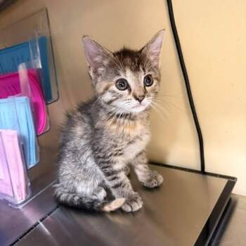 Phillis Wheatley -  Domestic Short Hair Cat for Adoption in Shinnston, West Virginia - Phillis Wheatley | PetCurious