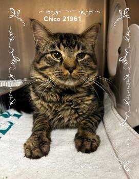 CHICO -  Domestic Medium Hair Cat for Adoption in Marietta, Georgia - CHICO | PetCurious