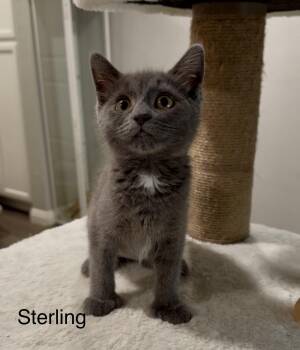 Sterling -  Domestic Medium Hair Cat for Adoption in Oakley, California - Sterling | PetCurious