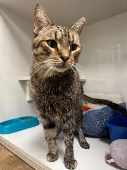Rescue Domestic Short Hair Cats for Adoption in Corpus Christi, Texas - Tommy | PetCurious