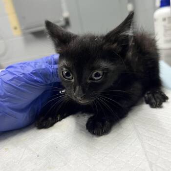 Diego -  Domestic Short Hair Cat for Adoption in Summerville, South Carolina - Diego | PetCurious