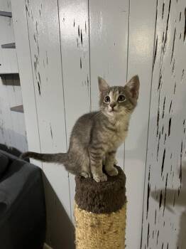 Jorts -  Domestic Short Hair Cat Available for Adoption in Mckinney, Texas - Jorts | PetCurious