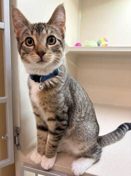 Snickers -  Domestic Short Hair Cat for Adoption in Quincy, California - Snickers | PetCurious