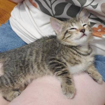 Pickles -  Domestic Short Hair Cat for Adoption in Granville, Ohio - Pickles | PetCurious