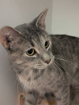 Rescue Domestic Short Hair Cats for Adoption in St. Cloud, Minnesota - Clove | PetCurious