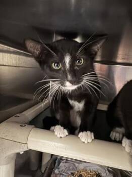 Lox -  Domestic Short Hair Cat for Adoption in Honolulu, Hawaii - Lox | PetCurious