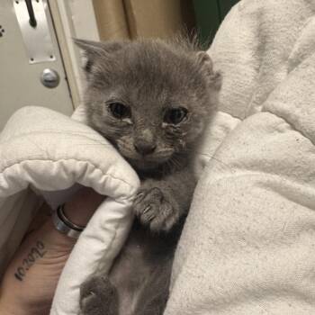 Stick -  Domestic Short Hair Cat for Adoption in Columbus, North Carolina - Stick | PetCurious
