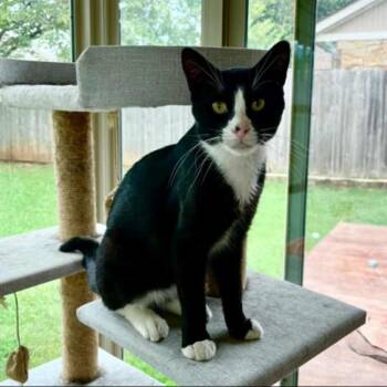 Rescue Domestic Short Hair Cats for Adoption in Warr Acres, Oklahoma - Jaeger | PetCurious