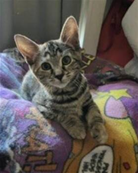 SCOUT -  Domestic Short Hair Cat for Adoption in Sacramento, California - SCOUT | PetCurious