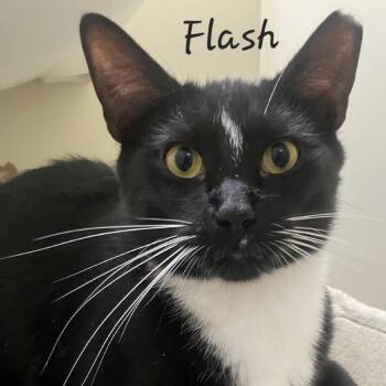 Flash -  Domestic Short Hair Cat for Adoption in Waldorf, Maryland - Flash | PetCurious