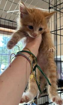 Tigger -  Domestic Short Hair Cat for Adoption in Thompson Falls, Montana - Tigger | PetCurious