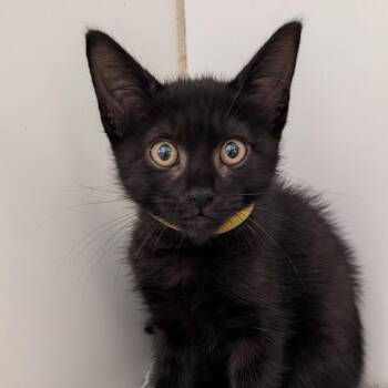 Stormi -  Domestic Short Hair Cat for Adoption in Hawthorne, California - Stormi | PetCurious