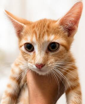 Cheeto -  Tabby Cat for Adoption in Fresno, California - Cheeto | PetCurious