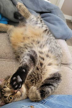 Rescue Manx and Domestic Short Hair Cats for Adoption in Battle Ground, Washington - Zada | PetCurious