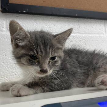 Domestic Short Hair Cats Available for Adoption in Edinburg, Texas - Minion Stewart | PetCurious