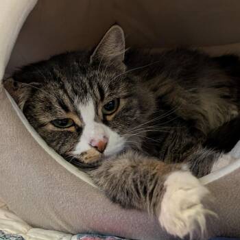 Domestic Medium Hair Cats Available for Adoption - Xena | PetCurious