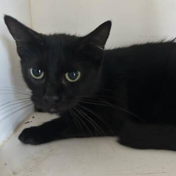 American Shorthair Cats Available for Adoption in Portland, Texas - Luma | PetCurious