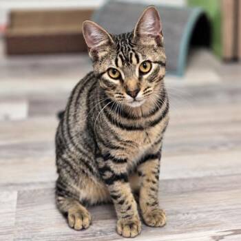Shaw Kershaw, needs a cat buddy -  Domestic Short Hair Cat for Adoption in Hudson, Massachusetts - Shaw Kershaw, Needs A Cat Buddy | PetCurious