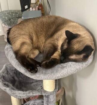 Rescue Siamese Cats for Adoption in Philadelphia, Pennsylvania - Manny | PetCurious