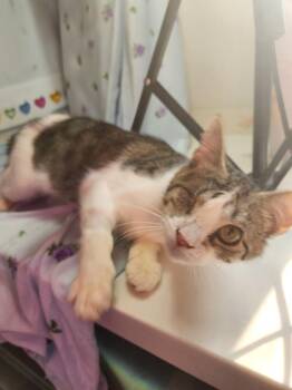 Lindy -  Domestic Short Hair Cat for Adoption in Wheaton, Illinois - Lindy | PetCurious