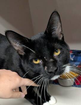 Gus Gus -  Domestic Short Hair Cat for Adoption in Wetaskiwin, Alberta - Gus Gus | PetCurious
