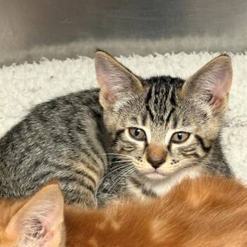 Madison -  Domestic Short Hair Cat for Adoption in Chehalis, Washington - Madison | PetCurious