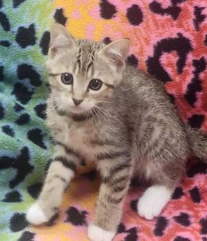 Freddy -  Domestic Short Hair Cat Available for Adoption in Little Rock, Arkansas - Freddy | PetCurious