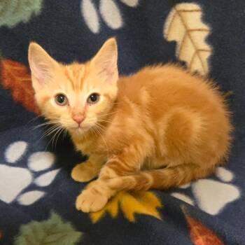 Domestic Short Hair Cats Available for Adoption in Brownsboro, Alabama - Wisteria | PetCurious