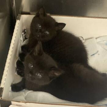 Brody -  Domestic Short Hair Cat for Adoption in Westminster, California - Brody | PetCurious