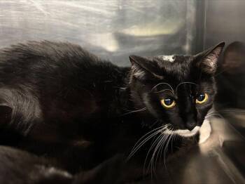 Domestic Short Hair Cats Available for Adoption in Grand Prairie, Texas - POOL BOY | PetCurious